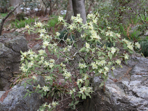 Rhododendron keiskei