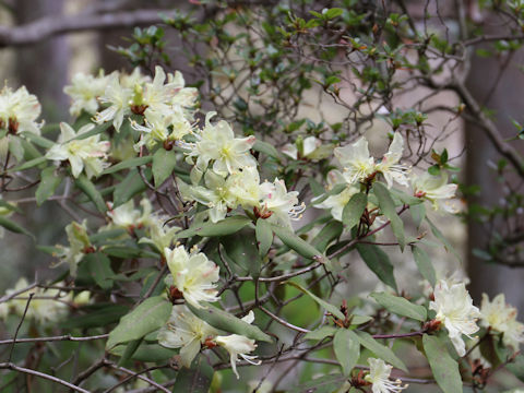 Rhododendron keiskei