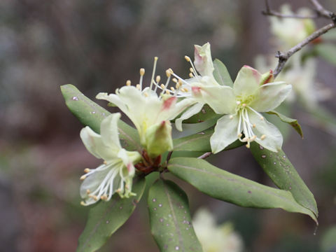 Rhododendron keiskei