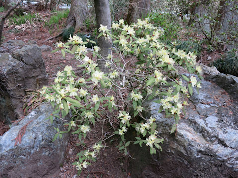 Rhododendron keiskei