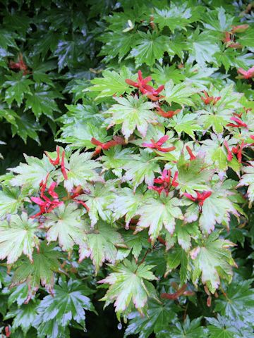 Acer tenuifolium