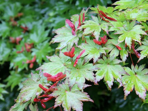 Acer tenuifolium