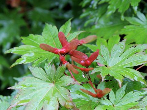 Acer tenuifolium