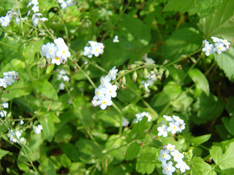 Myosotis latifolia