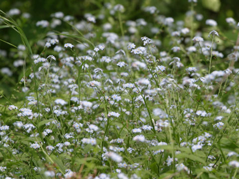 Myosotis latifolia