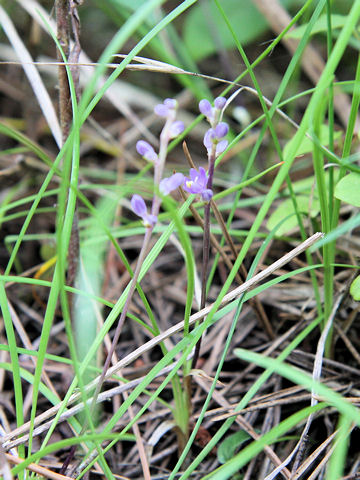 Liriope minor