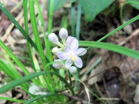 Liriope minor