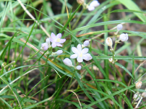 Liriope minor