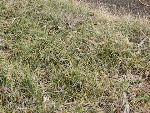 Liriope minor