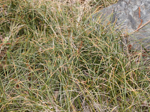 Liriope minor
