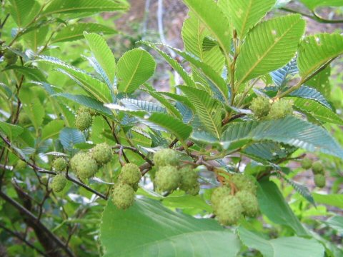 Alnus pendula