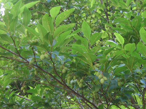 Alnus pendula