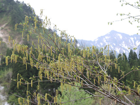 Alnus pendula