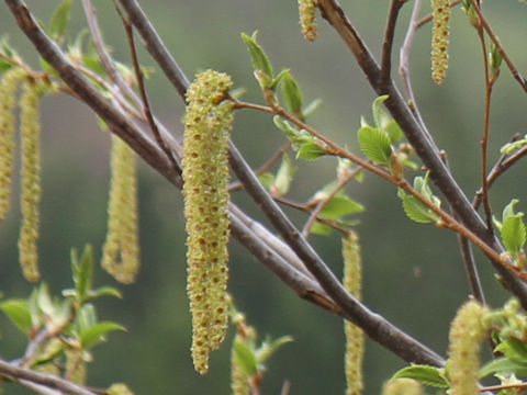 Alnus pendula