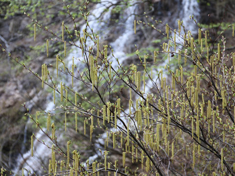 Alnus pendula