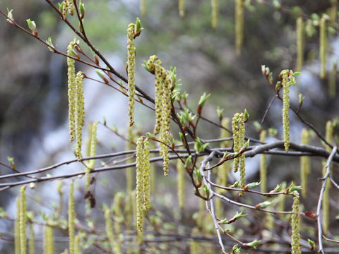 Alnus pendula