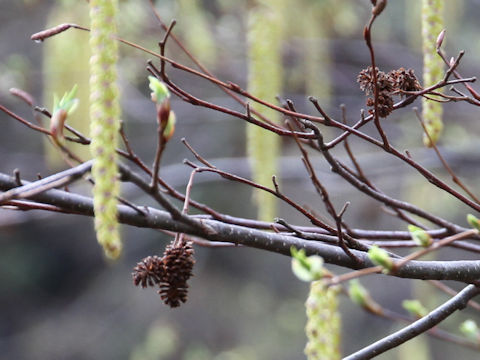 Alnus pendula