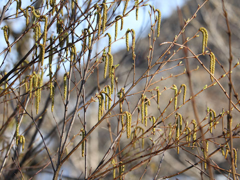 Alnus pendula