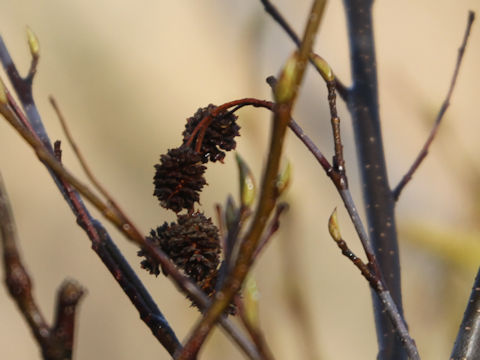 Alnus pendula