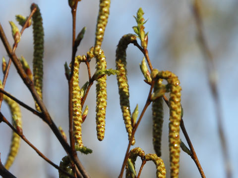 Alnus pendula