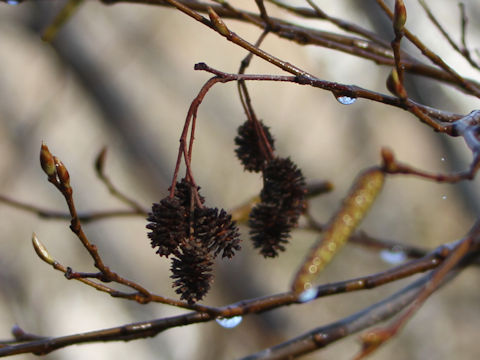 Alnus pendula