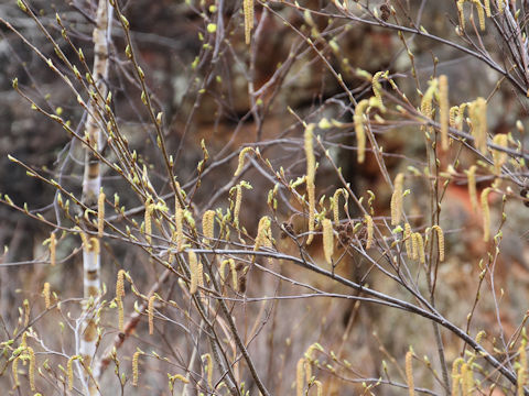 Alnus pendula