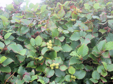 Alnus pendula