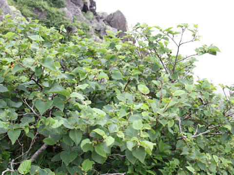 Alnus pendula