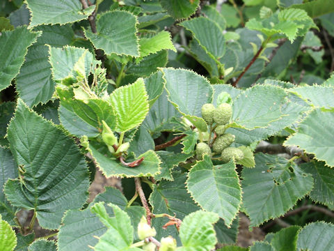 Alnus pendula