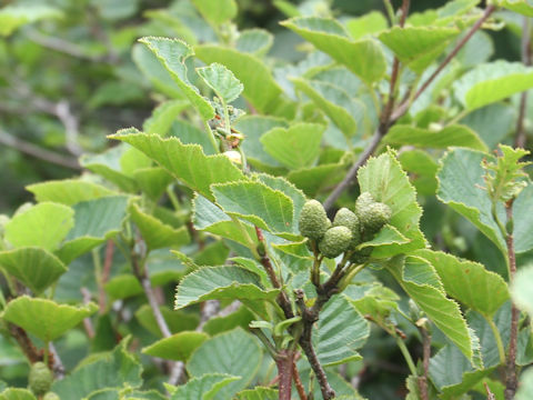 Alnus pendula