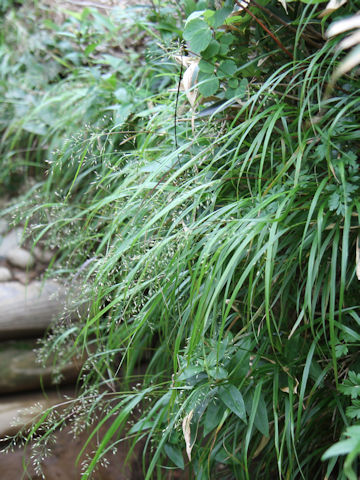 Calamagrostis hakonensis