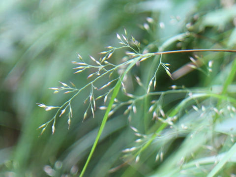 Calamagrostis hakonensis