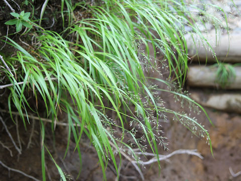 Calamagrostis hakonensis