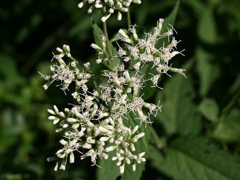 Eupatorium chinense