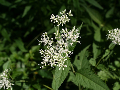 Eupatorium chinense