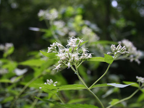 Eupatorium chinense