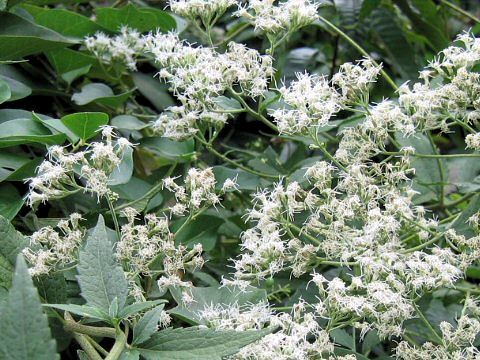 Eupatorium chinense