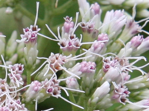 Eupatorium chinense