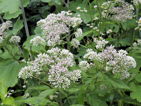 Eupatorium chinense