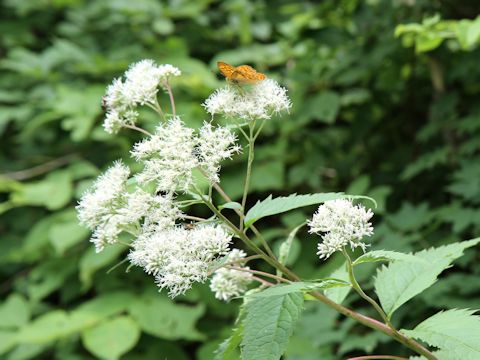 Eupatorium chinense