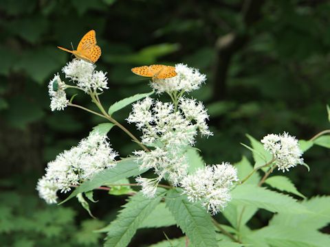 Eupatorium chinense