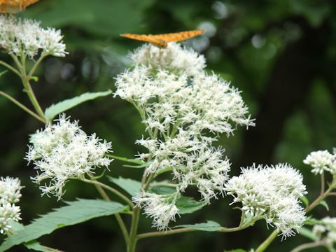 Eupatorium chinense