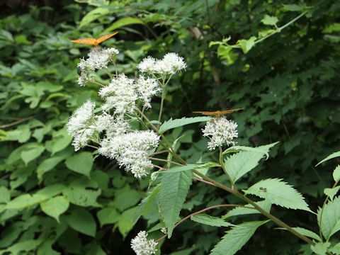 Eupatorium chinense