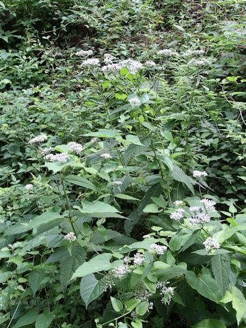 Eupatorium chinense