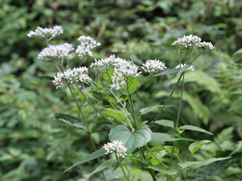 Eupatorium chinense