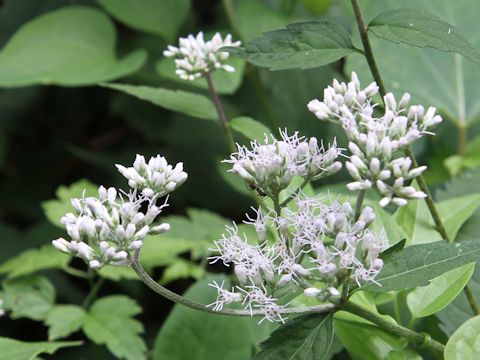 Eupatorium chinense