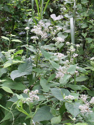 Eupatorium chinense