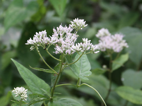 Eupatorium chinense