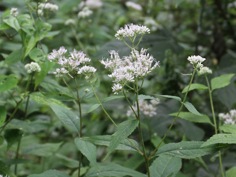 Eupatorium chinense