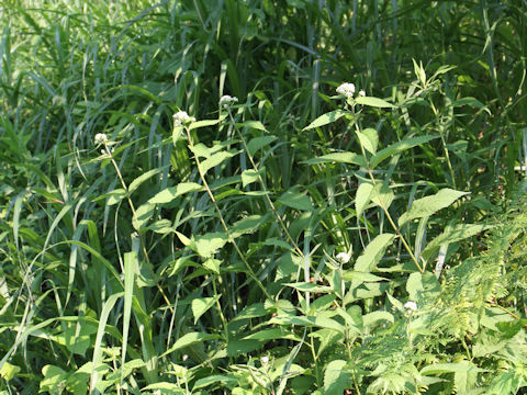 Eupatorium chinense